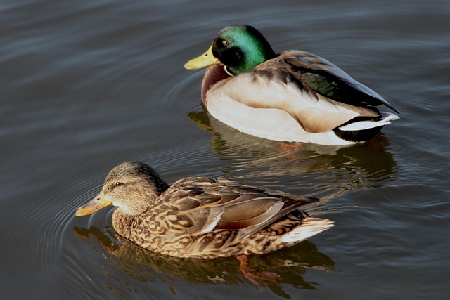 Krydsord for viderekomne: Avancerede teknikker og tricks